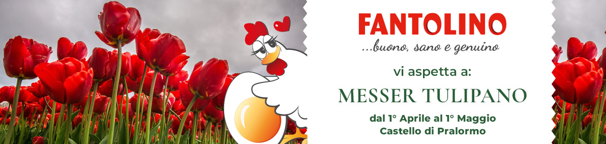 Fantolino - Messer Tulipano